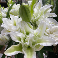 画像276
