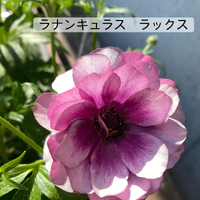 画像359