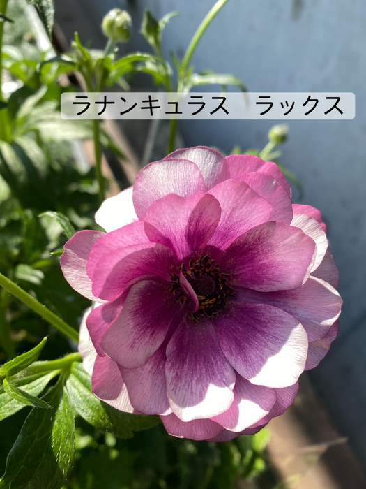 画像359