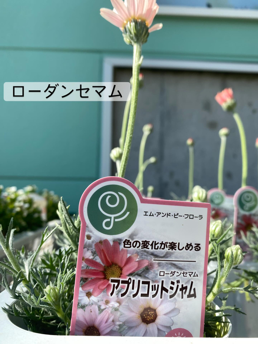画像361