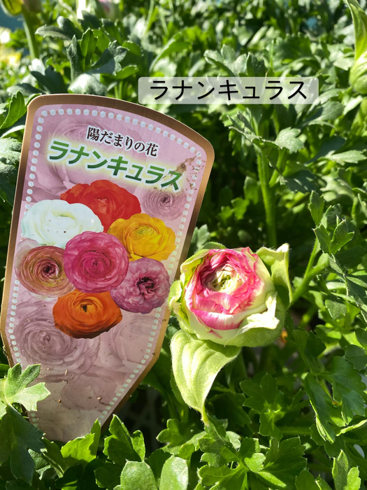 画像362