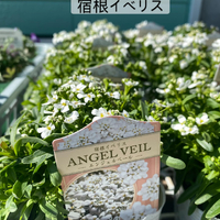 画像364
