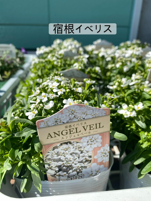 画像364
