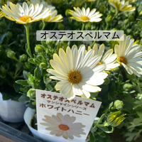 画像365