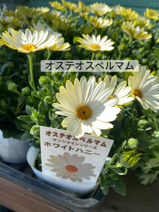 画像365