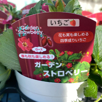 画像366