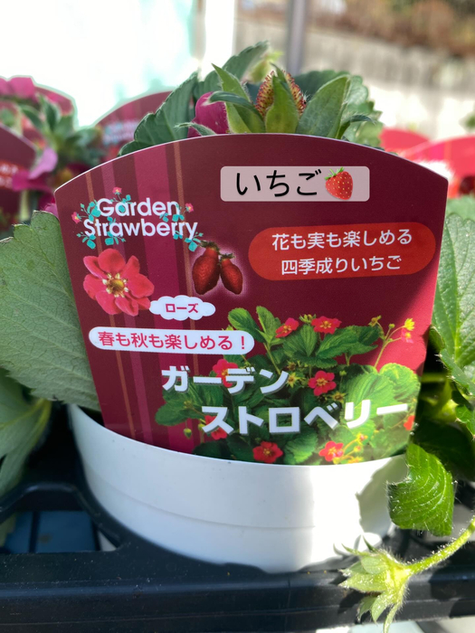 画像366