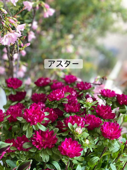 画像369