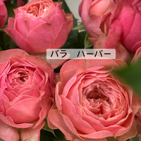 画像375