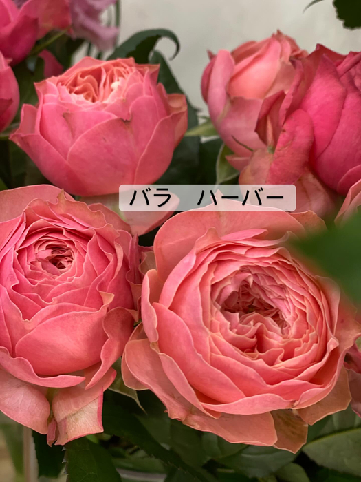 画像375