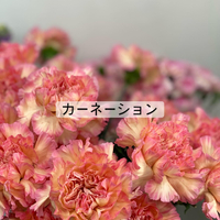画像376