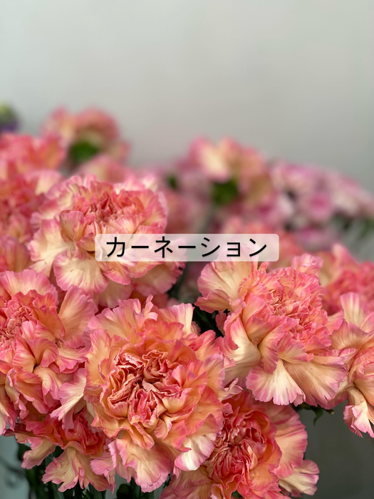 画像376