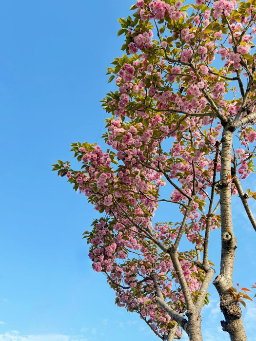 画像521