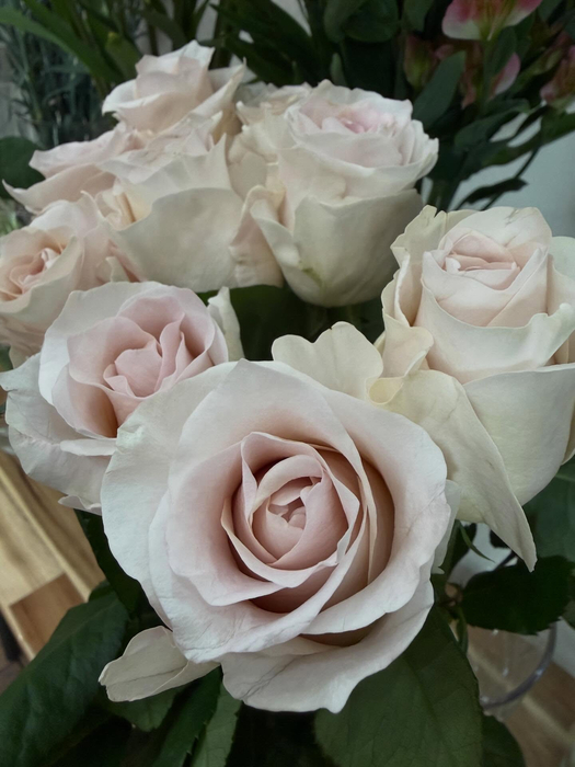 画像528