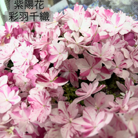 画像547
