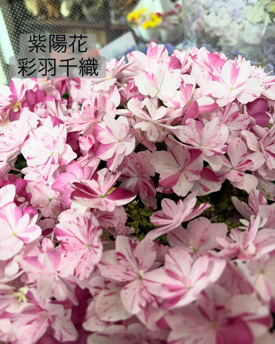 画像547