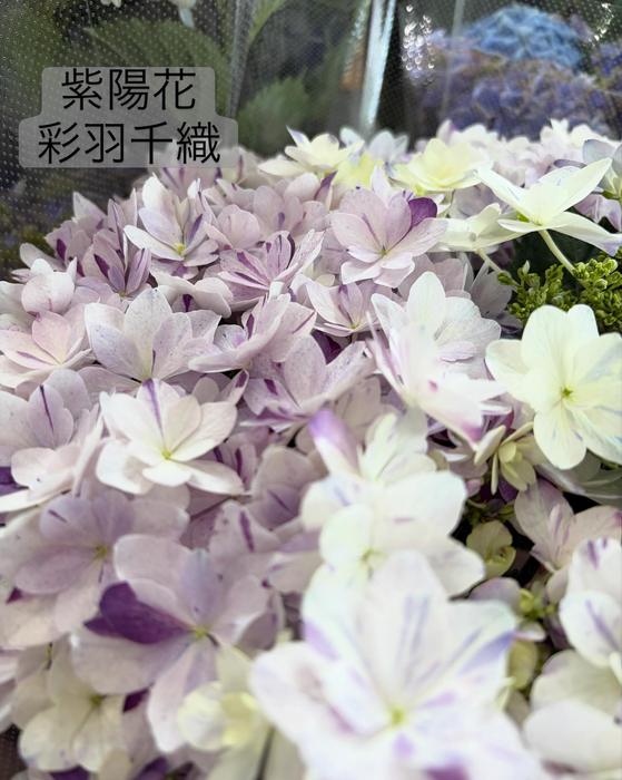 画像548