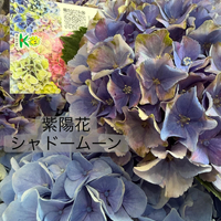 画像549