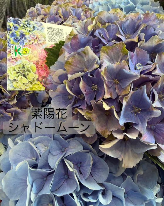 画像549
