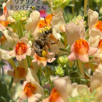 画像550