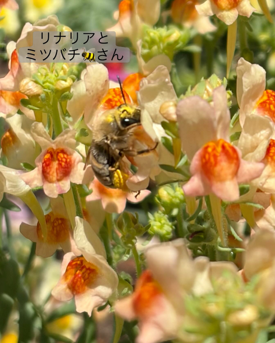 画像550