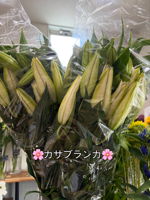 画像696