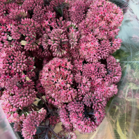 画像729