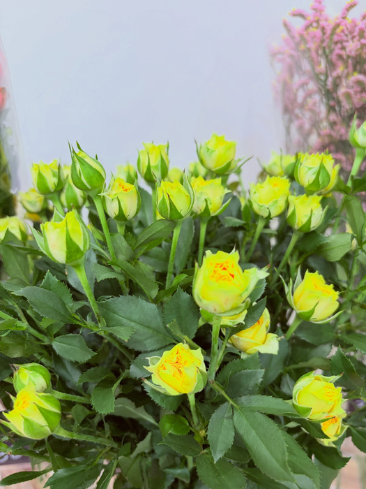 画像744