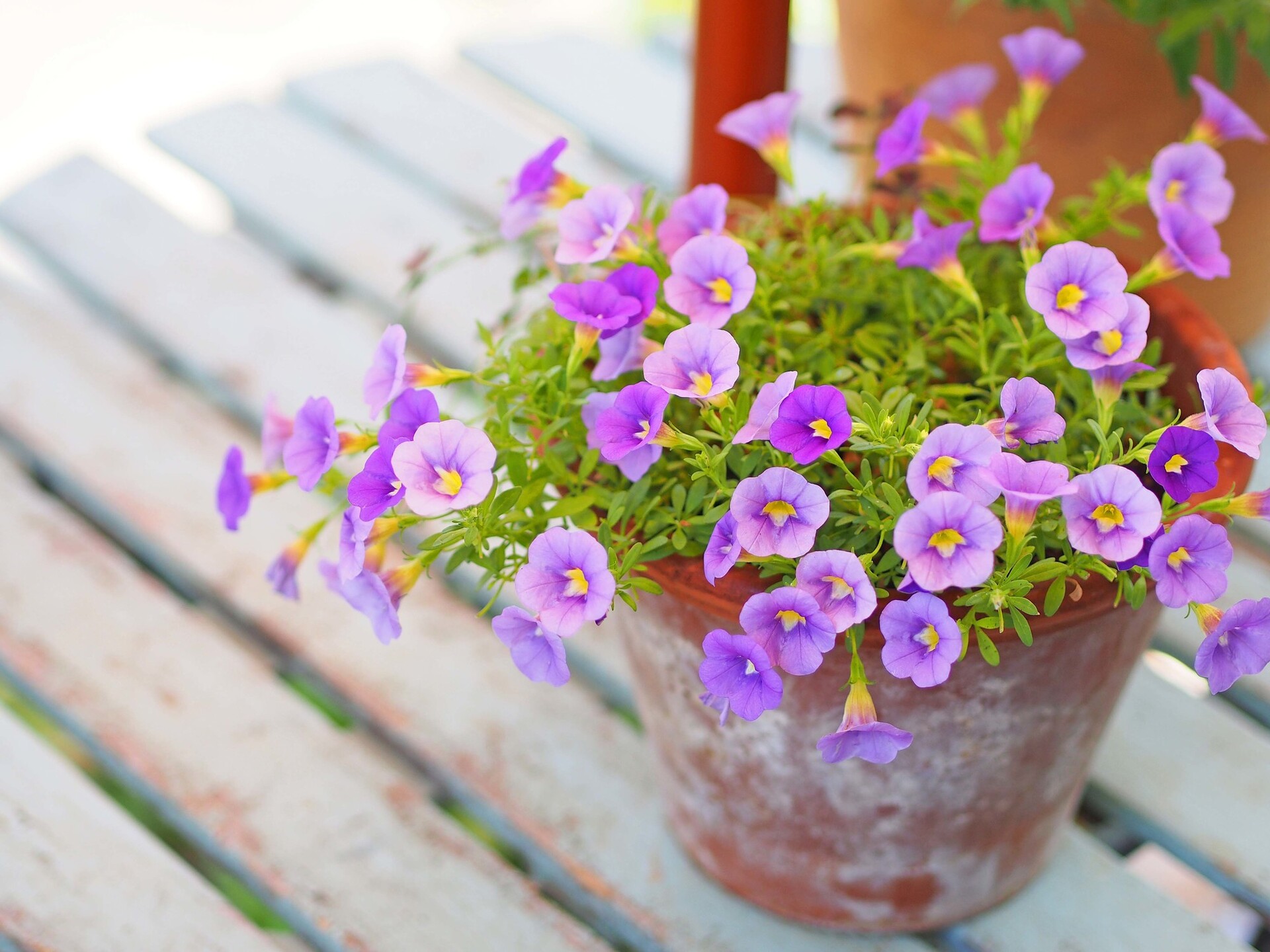 鉢植えの販売 | 東京都日の出町の花屋ならフラワーショップ花時計