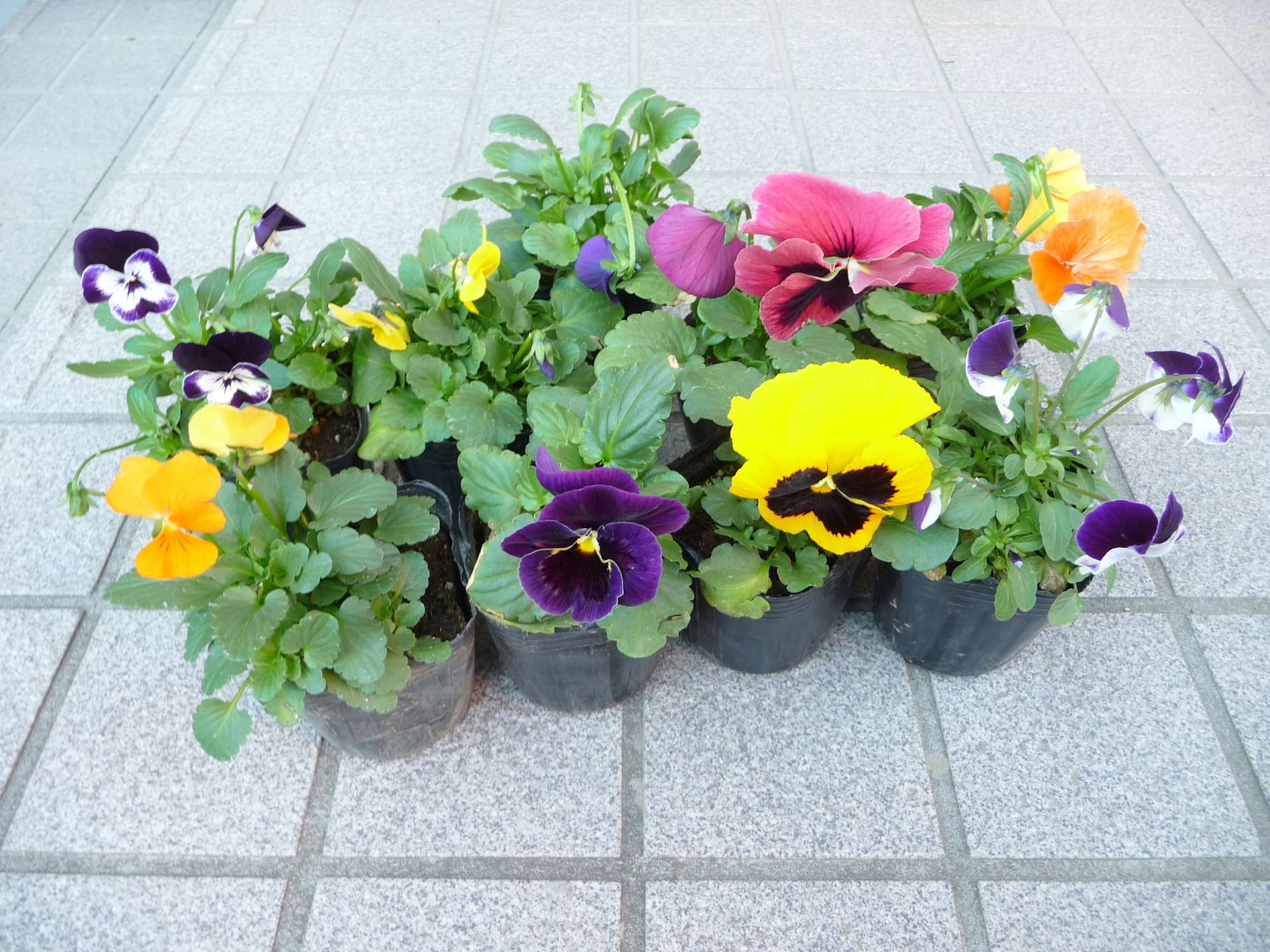 苗の販売 | 東京都日の出町の花屋ならフラワーショップ花時計