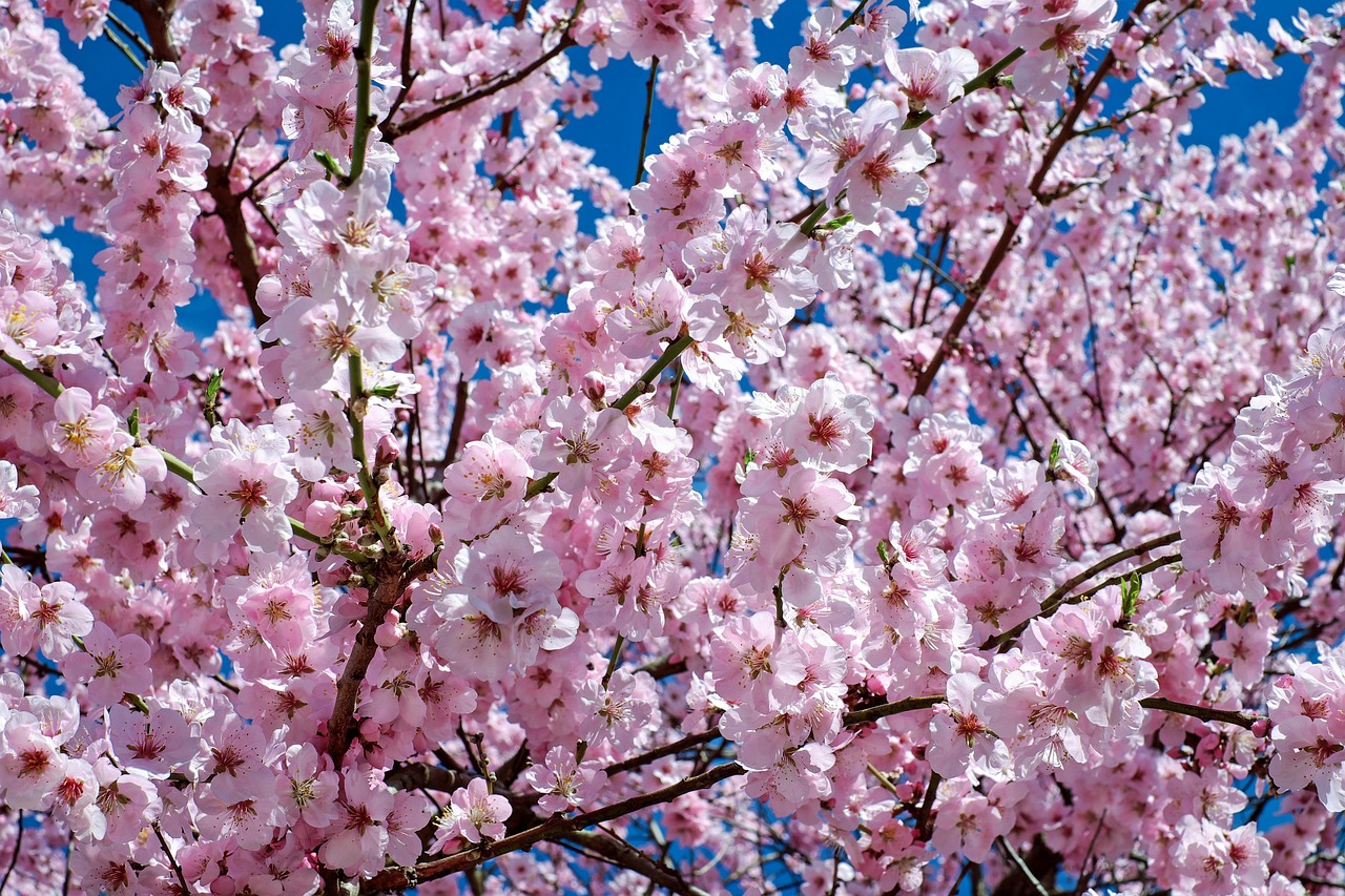 春のお彼岸に心を込めたお供え花を選びませんか？