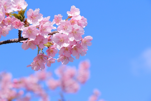 春のお彼岸にぴったりな、癒しの花々で心を豊かに