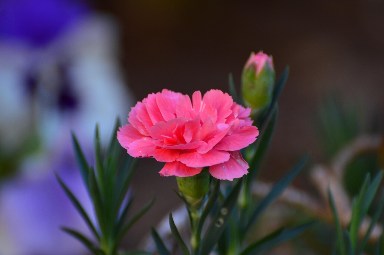 季節の花で彩る